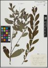 Foto von Salix atrocinerea Brot.